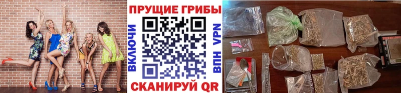 Галлюциногенные грибы Cubensis Зея
